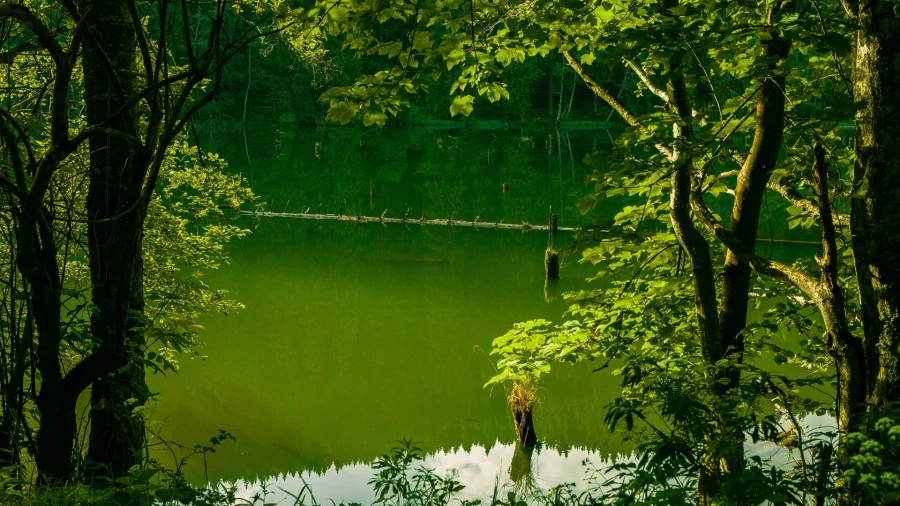 Red Lake