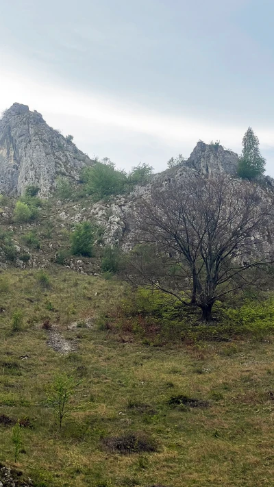 Vălișoara Gorges landscape: a tree about to turn green