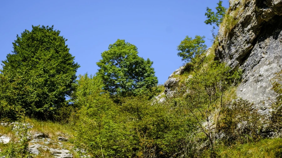 Trees in the Râmeț Gorges