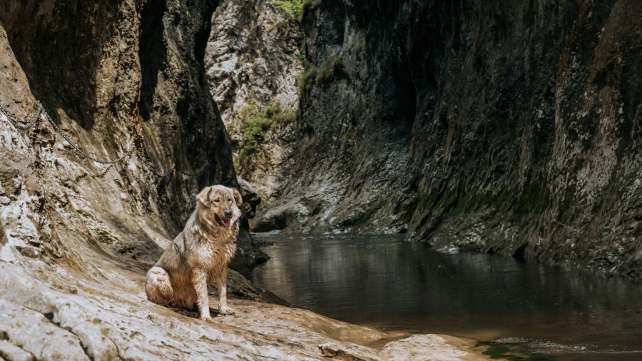 Dog on the trail through the Râmeț Gorges