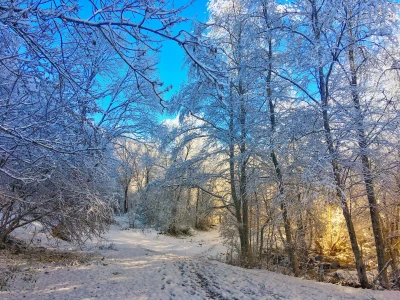 Winter landscape: forest in the Râmeț Gorges