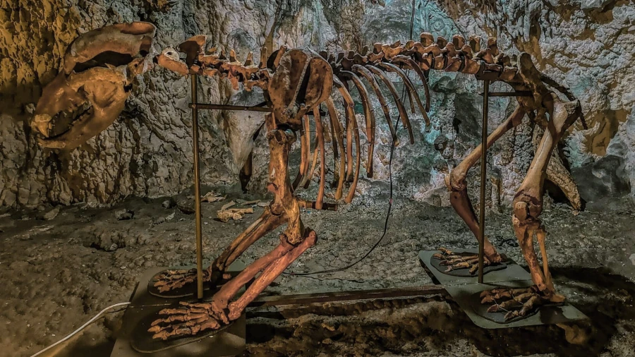 Muierii Cave - Cave Bear