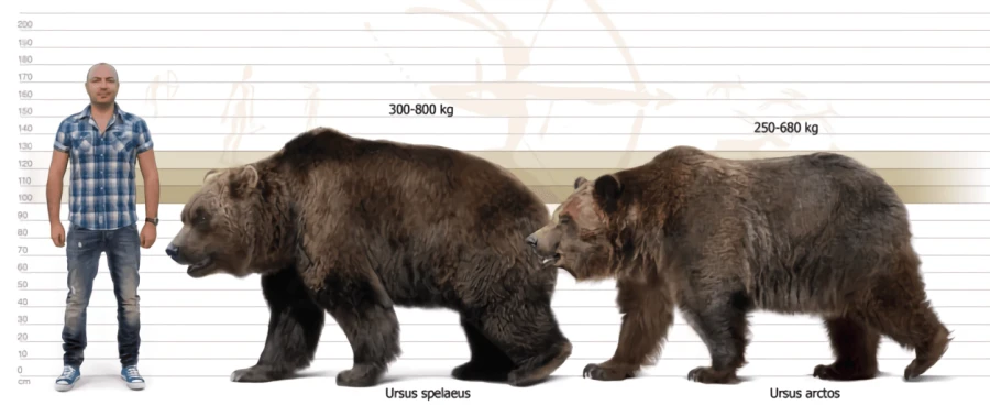 Ursus spelaeus size