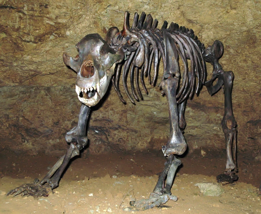 Ursus spelaeus skeleton