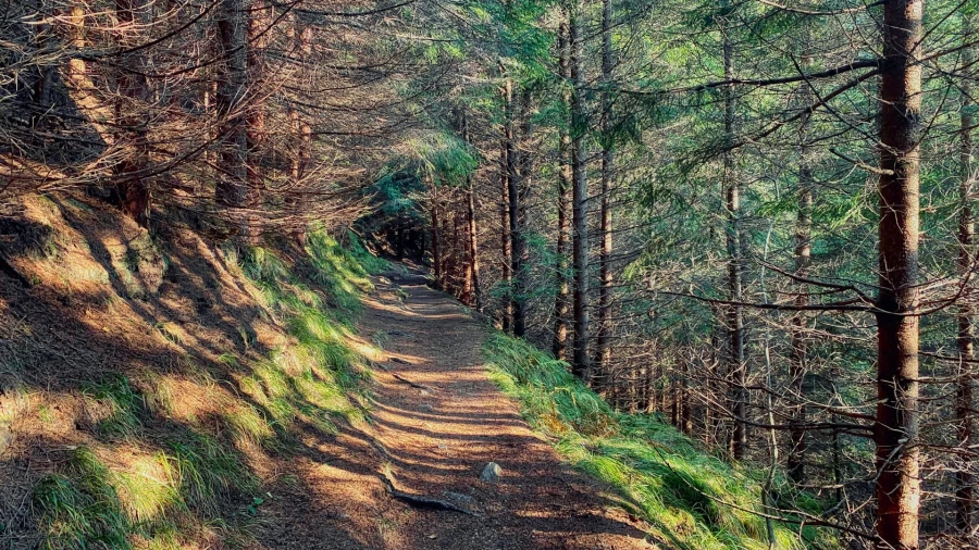 Waldweg - Păltiniș