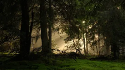 Sonnenaufgang in den Wäldern der Bukowina