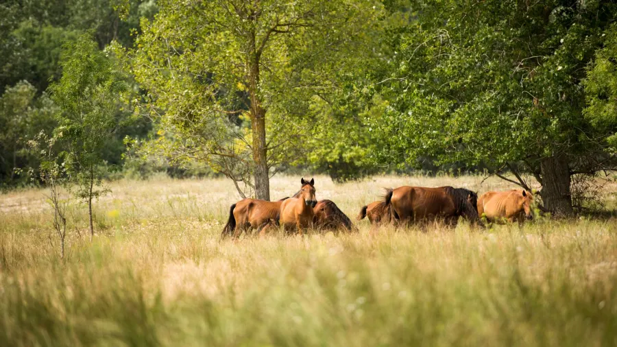 Letea – Wildpferde