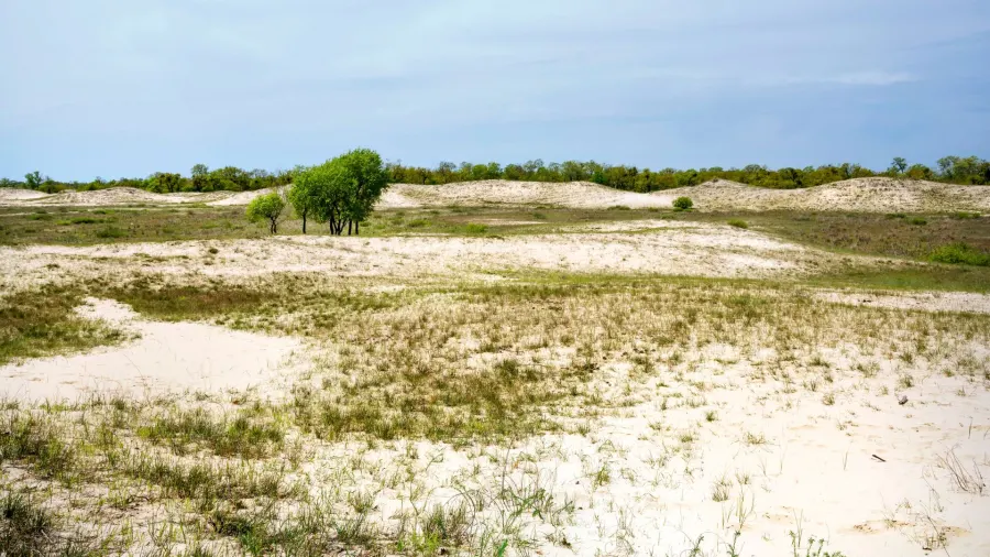 Wald und Sanddünen – Letea
