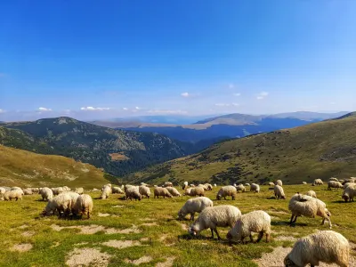 Schafe auf der Transalpina