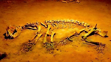 Bärenhöhle