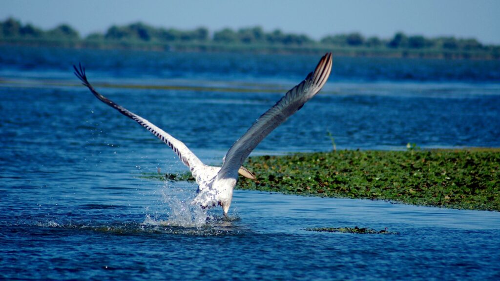 Pelican